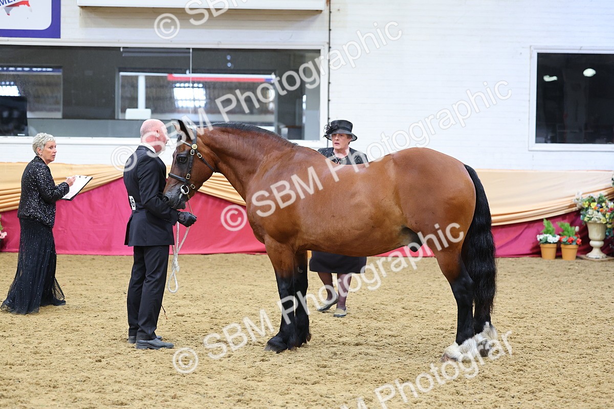 SBM_22693 - Class 903 - Supreme Final - IH Pre Vet