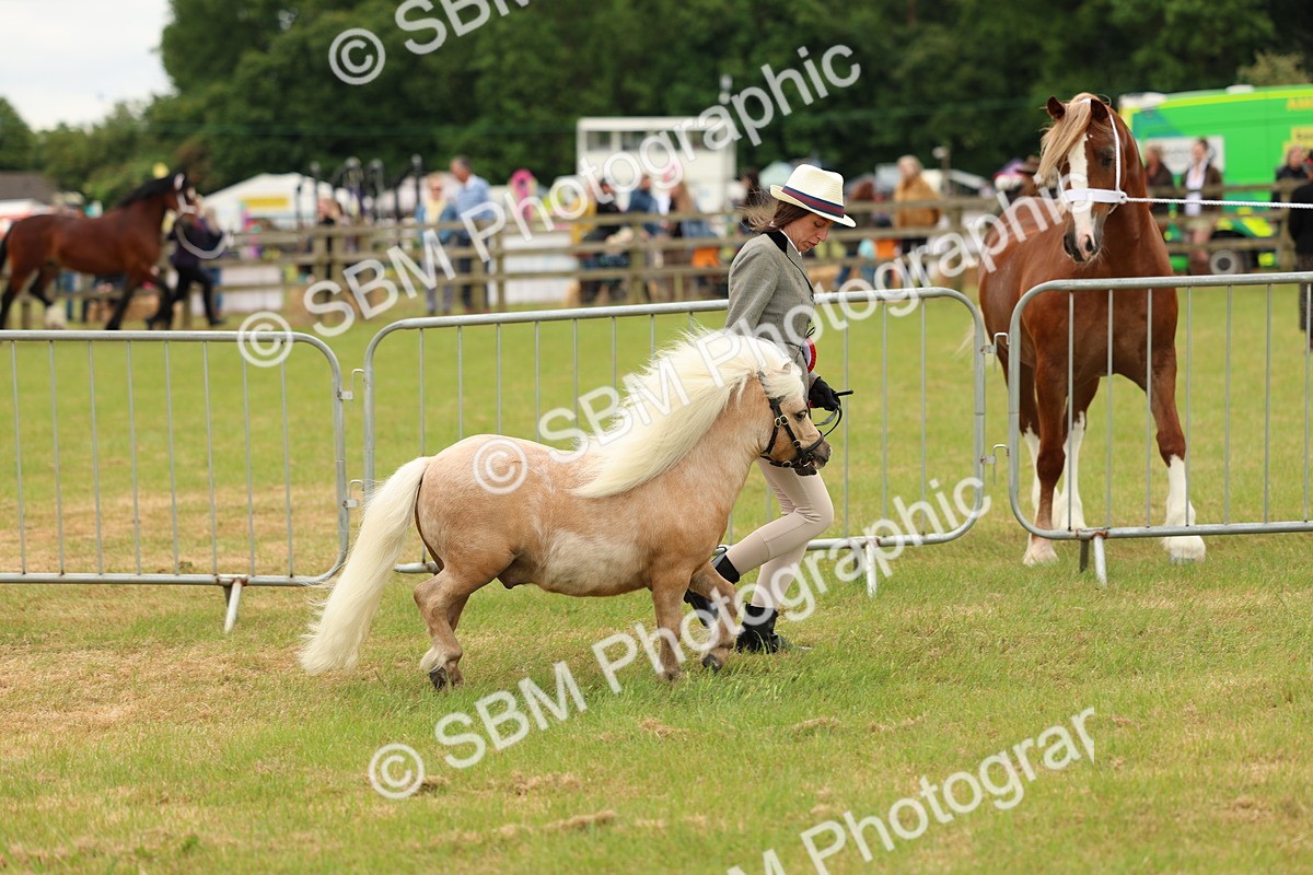 SBM_03495 - Class 58-67 - M&M Non Welsh Pony In hand