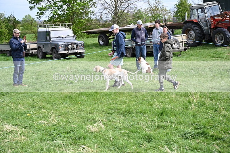 WJ6_8819 - Class 8 Best Working / Gun Dog or Bitch