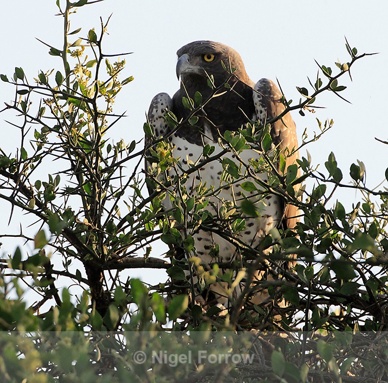 Martial Eagle perched on top of a thorny tree - Martial Eagle