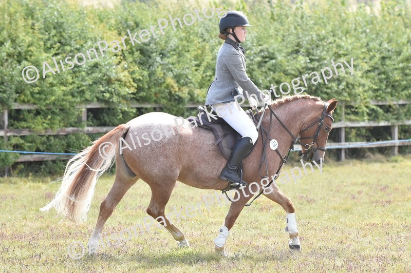 20250831-4005 - Class 12 - Working Hunter Pony 14.2hh and Under