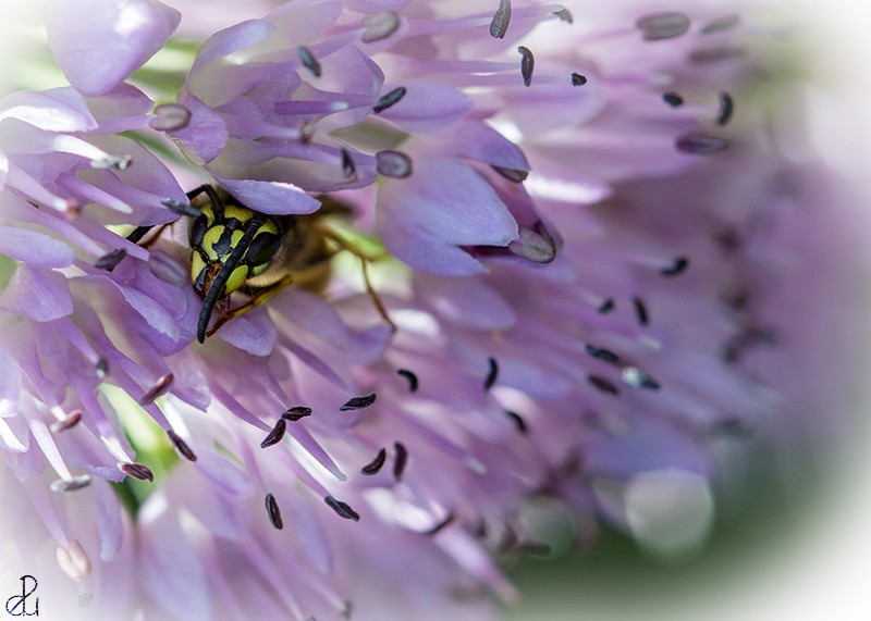 Macro photography by Diana Uzun