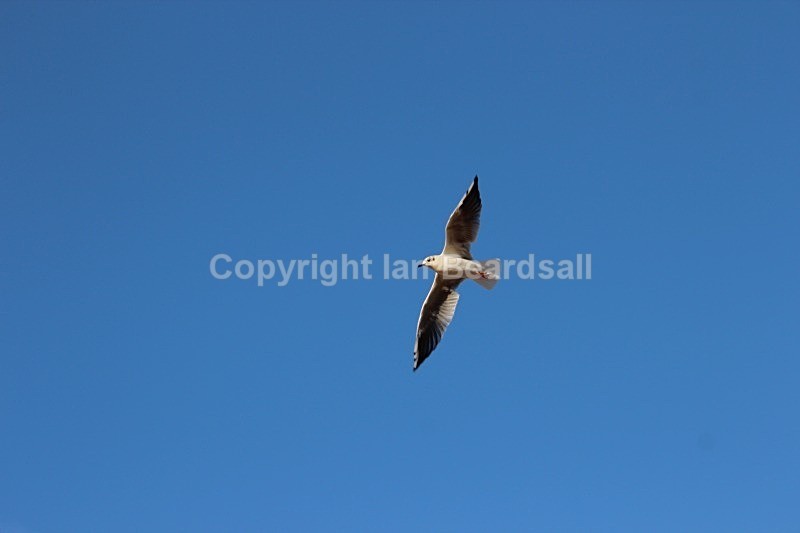 IMG_4817 - Essex