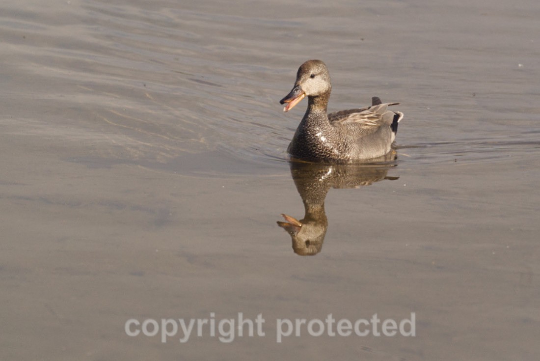 Gadwall - Lackford Lakes - Suffolk - Birds