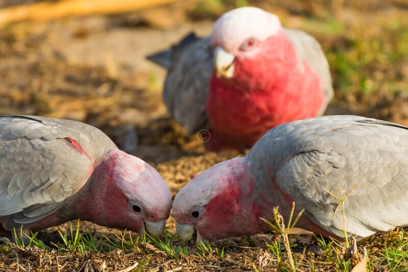 Family Galah - Galahs