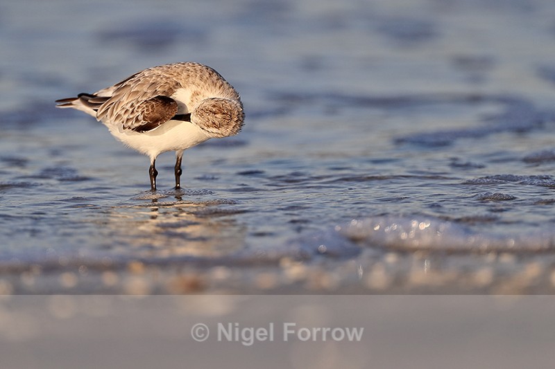 Sanderling preening, Fort De Soto, Florida - Sanderling
