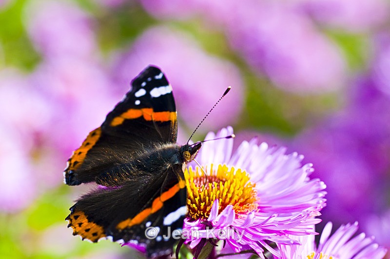 Butterfly - 7209 - Insects