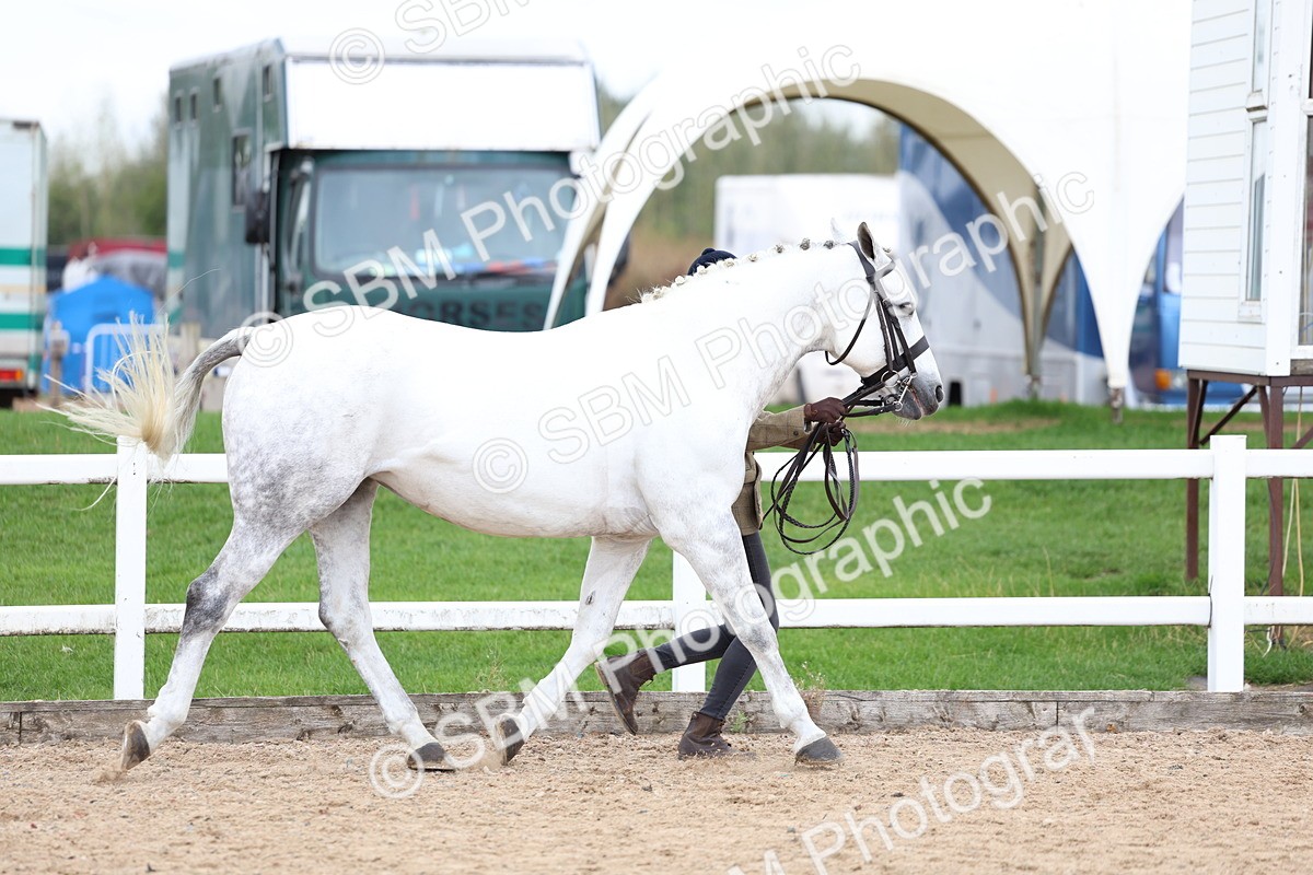SBM_05713 - Class 28 - IH Veteran Horse