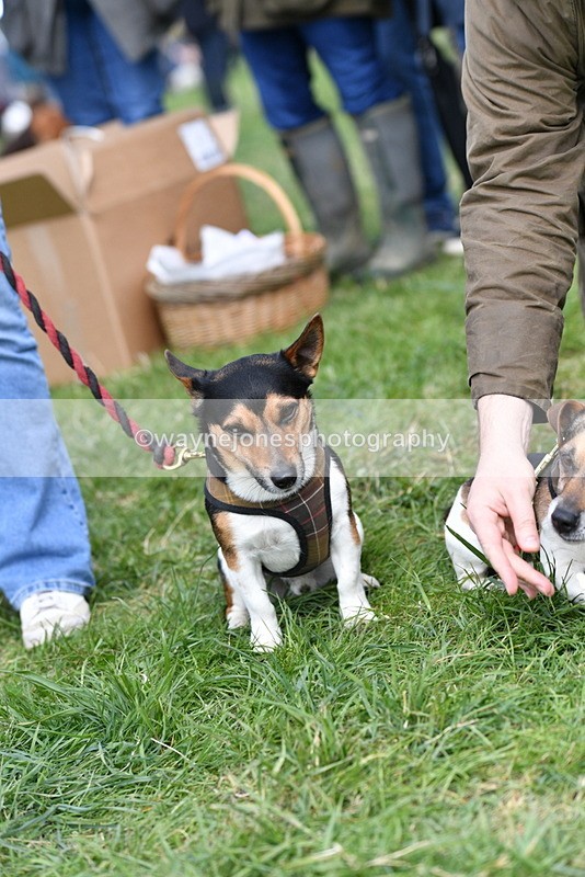 WJ5_0526 - Class 7 Best Terrier