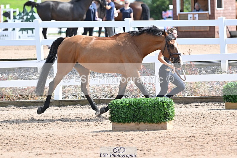 240717A-154235-03001 - Trot Up 3pm to 4pm
