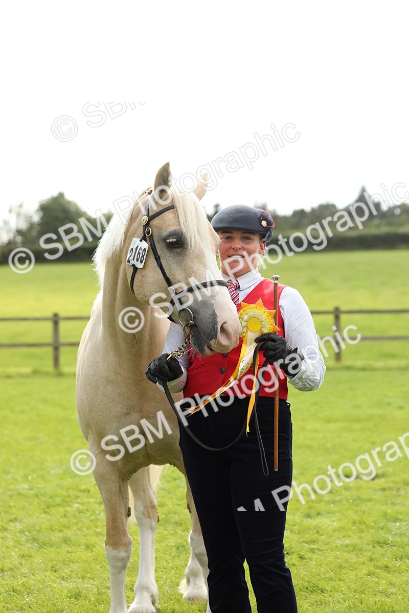 SBM_65544 - S47 - Mountain & Moorland In Hand Large Breeds