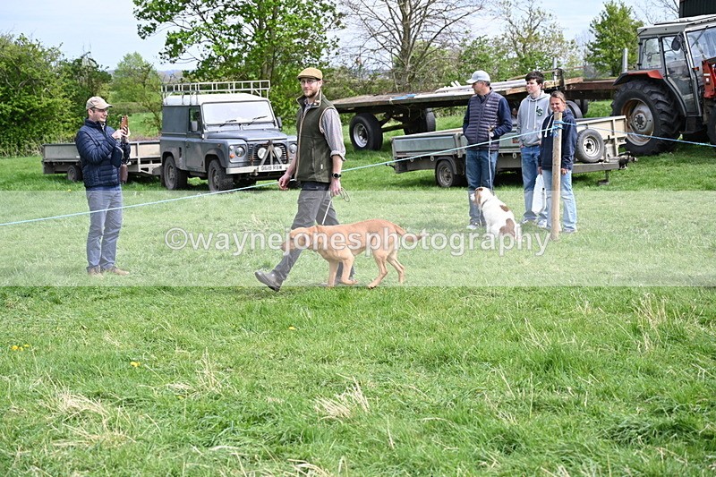WJ6_8813 - Class 8 Best Working / Gun Dog or Bitch
