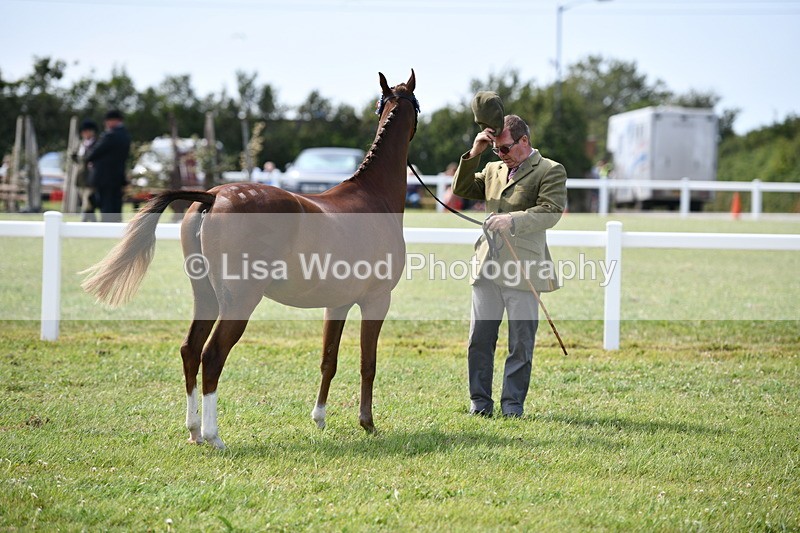 DSC_8270 - Class 68: Part Bred In Hand M & M