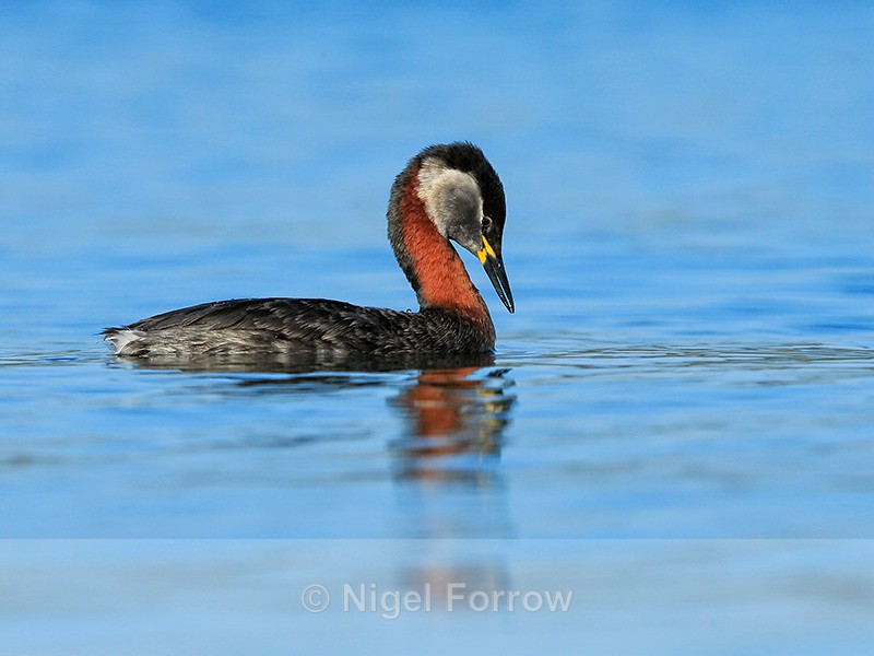 Red-necked Grebe, Farmoor Reservoir - Red-necked Grebe