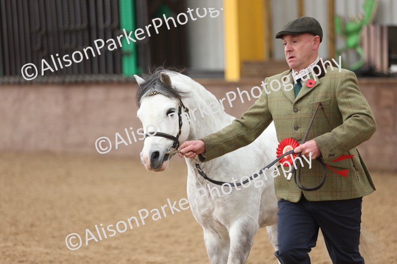 20251109-0541 - Class 20 - Stallions 4 Years and over