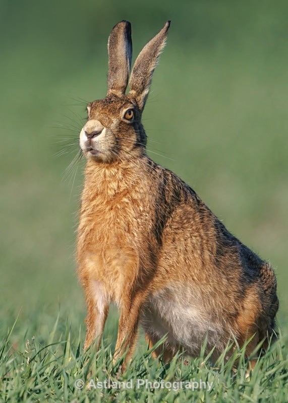 Brown Hare - Latest Images