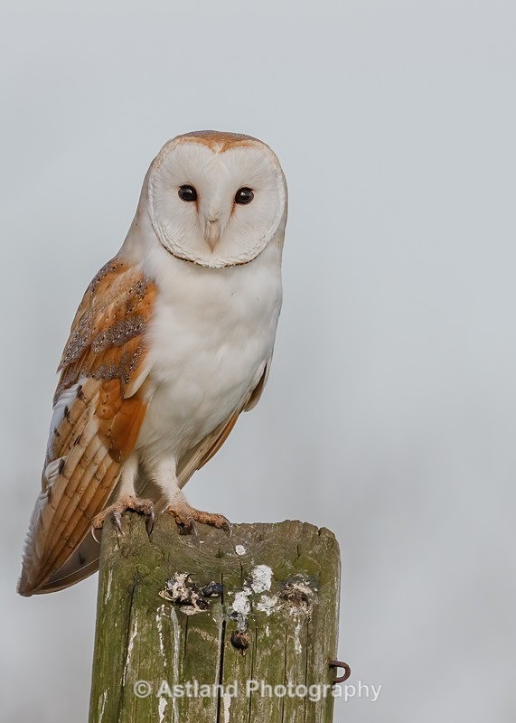 Astland Photography, Bird and Wildlife Images, Susan and Peter Wilson, U.K.