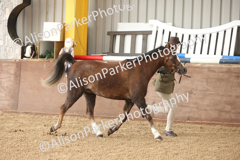 20251109-0607 - Class 22 - Geldings 4 Years and over