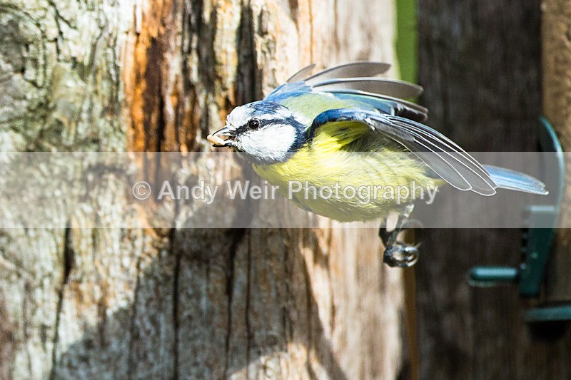 20130908-3K8A6068 - Blue Tit
