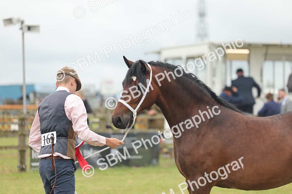 SBM_04841 - Class 50-57 - M&M Welsh Pony In Hand
