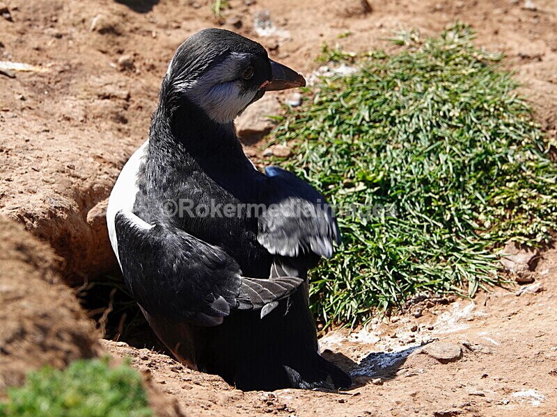 DSC00326 - Skomer 2019