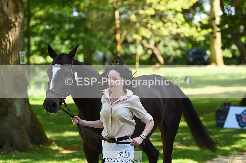 230524-151934-00207 - 320-CAVALIER_GUNFIRE-Tabitha_Baker-WEDTrotUp+DR