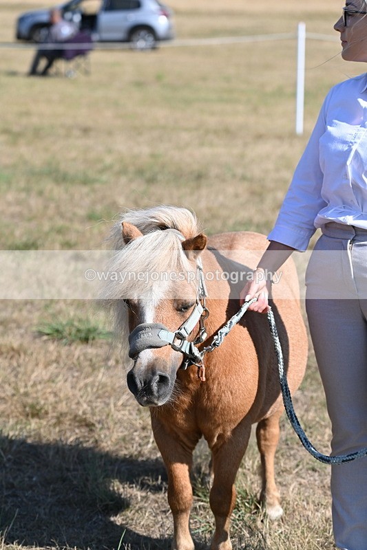 WJ6_7314 - Class 33 Rescue Pony