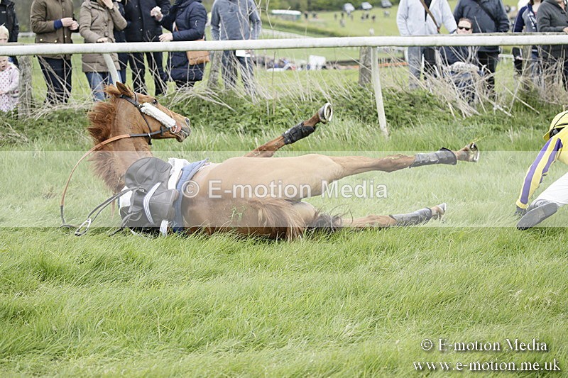 PtP 170417 47 - Old Berks Point-to-Point Lockinge 17/04/17