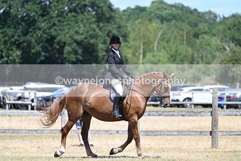 WJ7_3000 - Class 7 Riding Club Show Horse