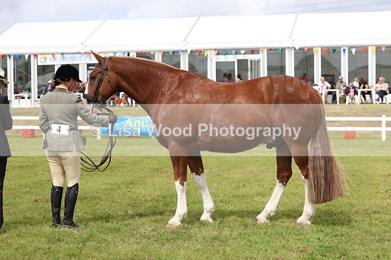 3E7A0371 - Class 6: Rising Star Maxi Cobs