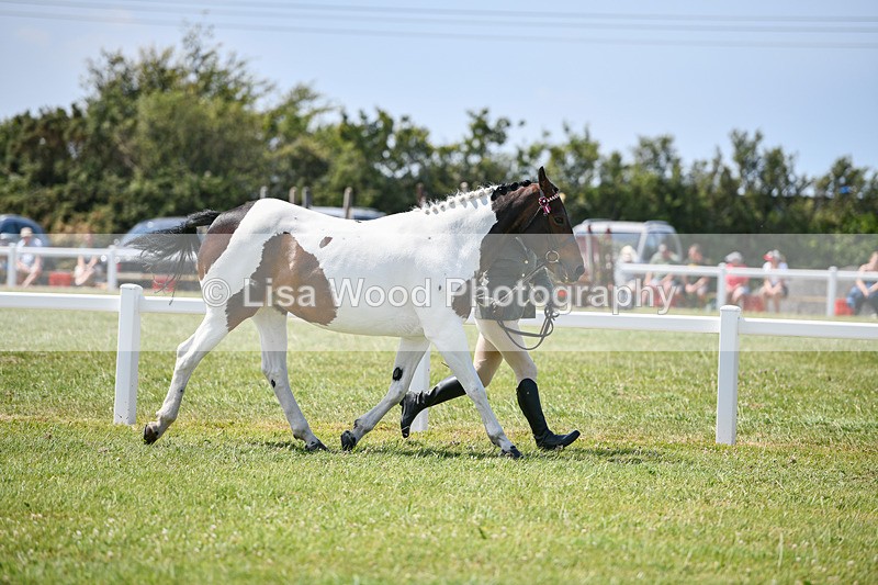 DSC_7833 - Class 65: Coloured Horse 4yrs & Over