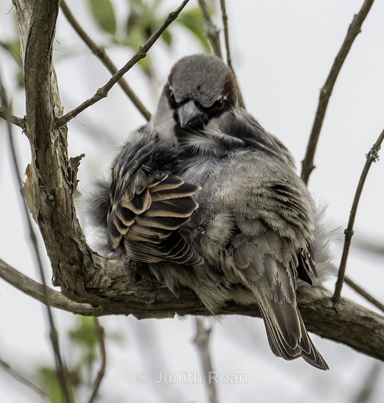 House Sparrow - Reifel Refuge