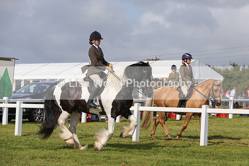 1X9A3479 - Skewbald and Piebald Ridden Championship