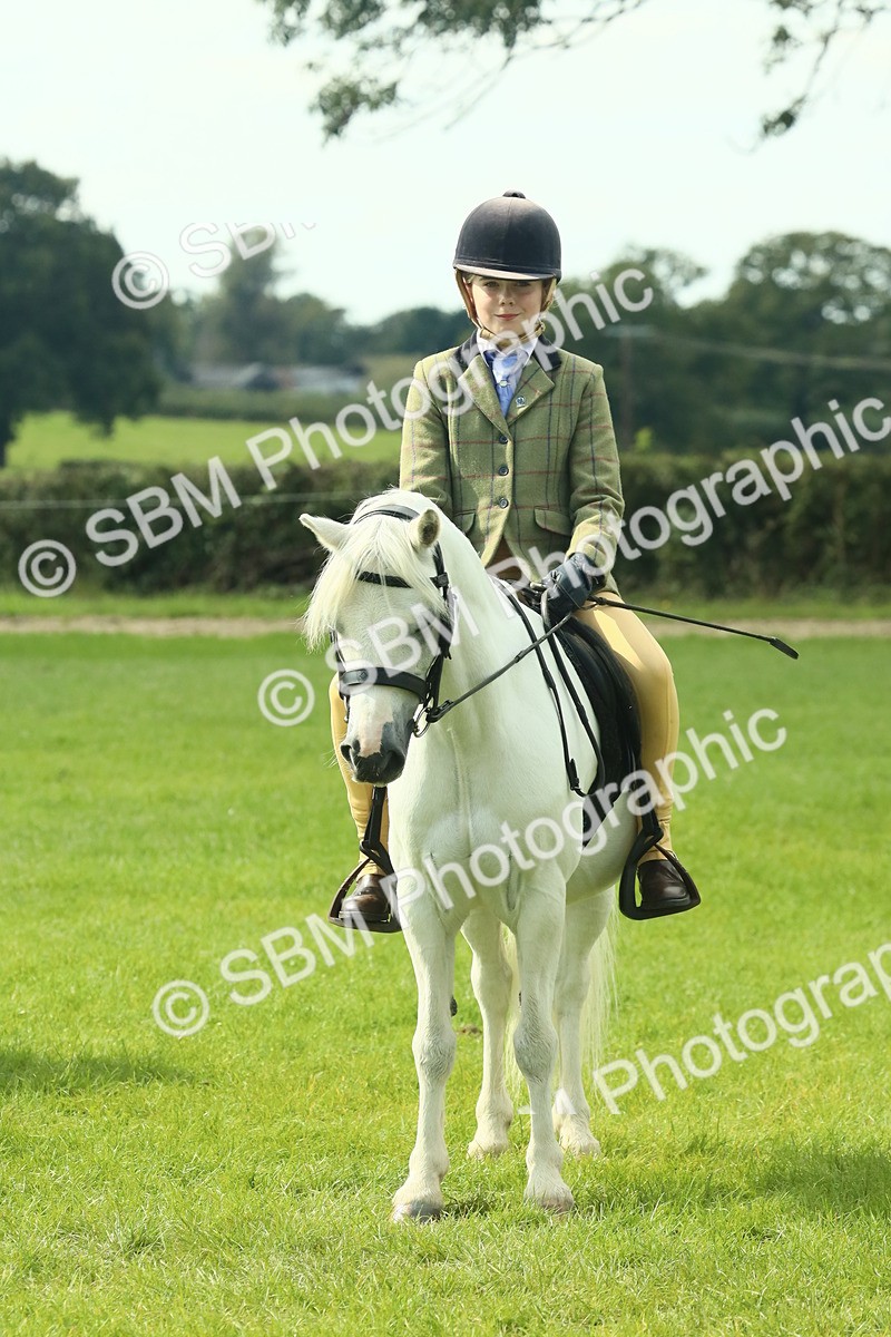 SBM_66424 - S34 - Rehabilitated Rescue Horse & Pony In Hand & Ridden