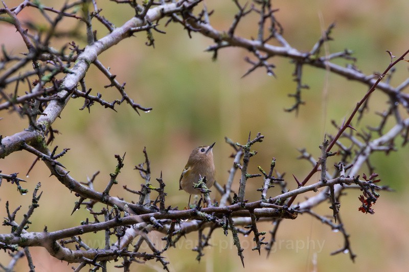 Goldcrest in a ring of thorns.    ref 7610 - macro and nature.