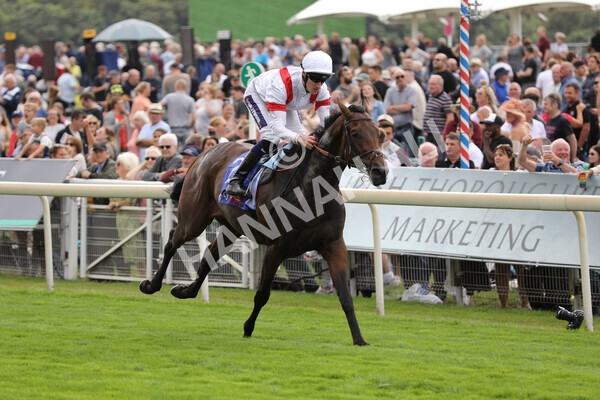 yr17082022r3-21 - Race 3 3.00pm Sky Bet Great Voltigeur Stakes