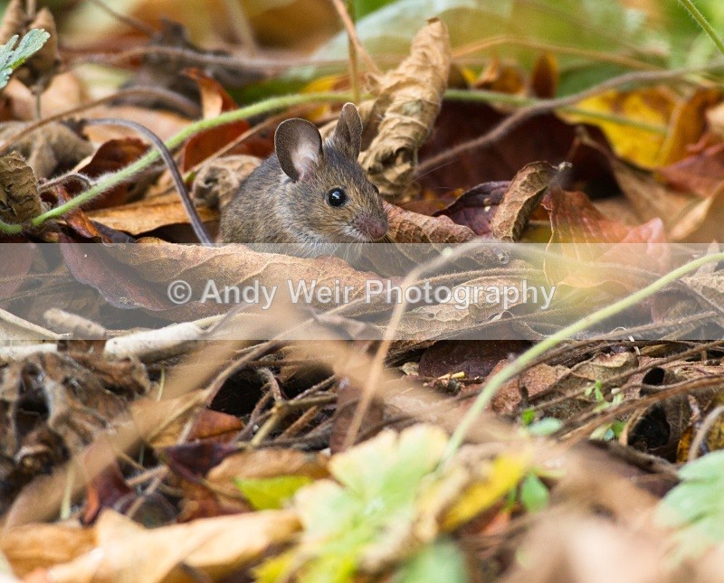 20101113_3207 - Wood Mouse