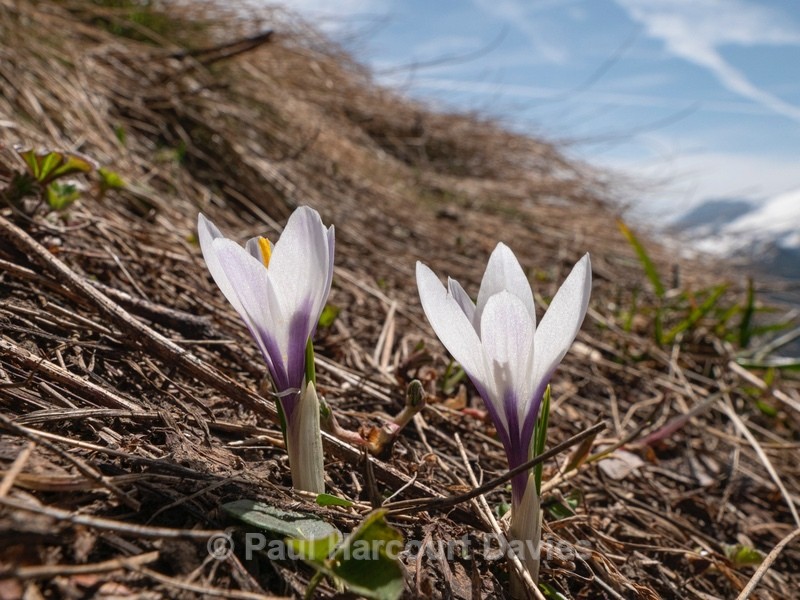 White crocus (Crocus vernus ssp albiflorus)  - Flowers in the Landscape