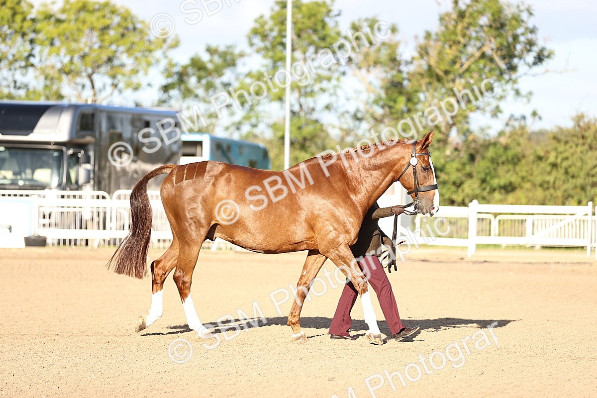 SBM_08296 - Class 401 - IH Veteran Horse