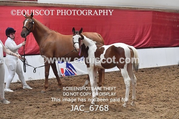 JAC_6768 - 15 Ziggy of Westoak