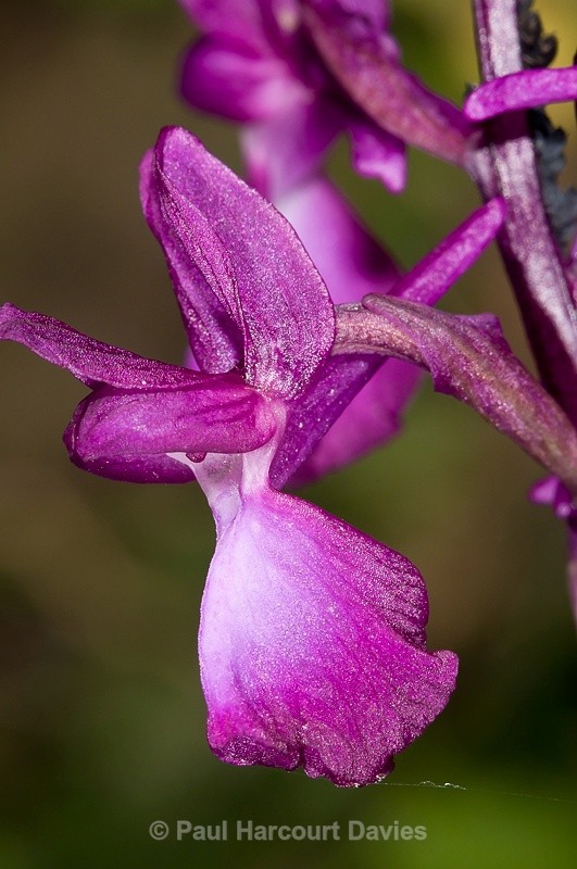  - Orchids - Orchis