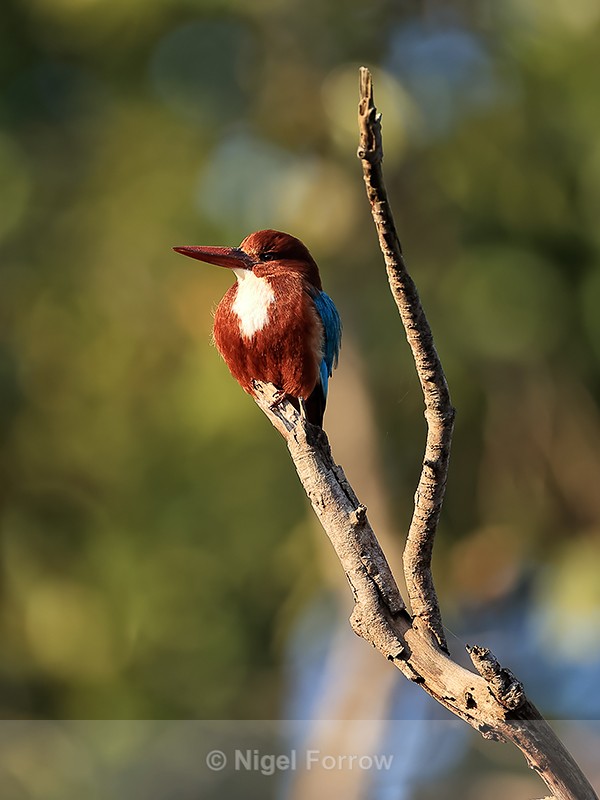 White-throated Kingfisher, Bandhavgarh, India - White-throated Kingfisher