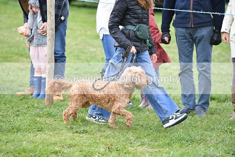 WJ5_9069 - Class 1 Best Cross Breed / Heniz 57