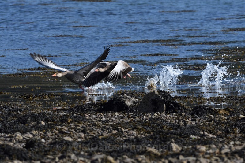 2016-02-04-05-41-46 NIKON D500 420mm f8 1-1000 iso400_248 - Birds