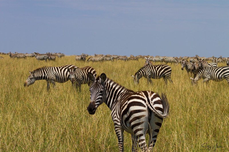 Zebra Herd on Masai Mara 2