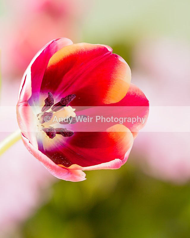 20130317-_MG_2782-1732 - Plants & Flowers