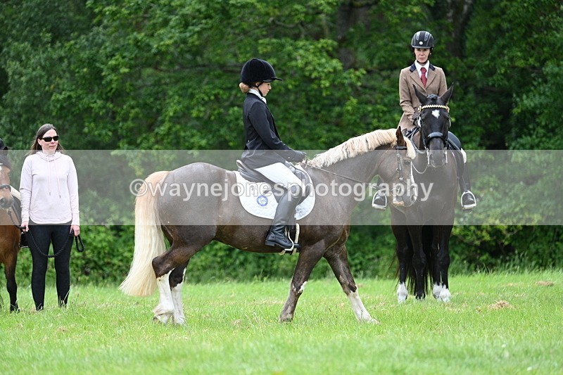 WJ7_4185 - Class 14A Handsome Gelding