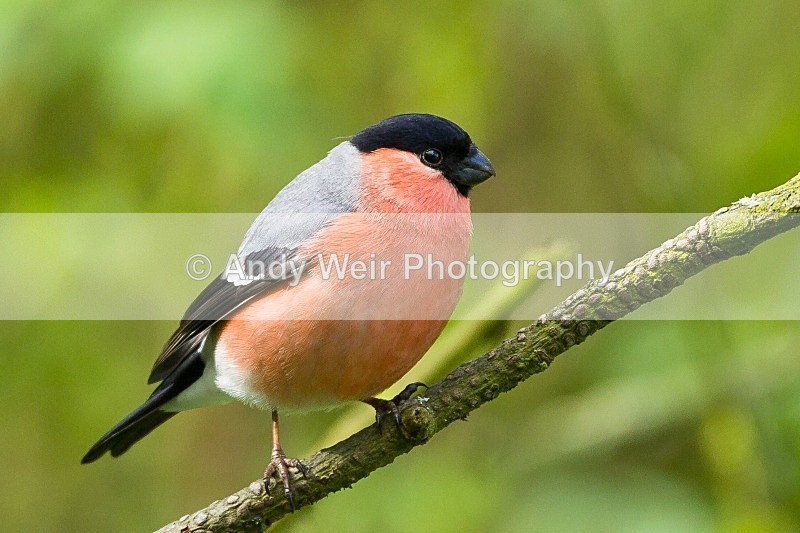 20120421-_MG_9566 - Bullfinch