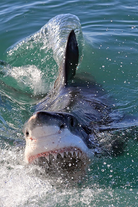 Great White Shark surface lunge at bait, Mossel Bay, South Africa - Shark
