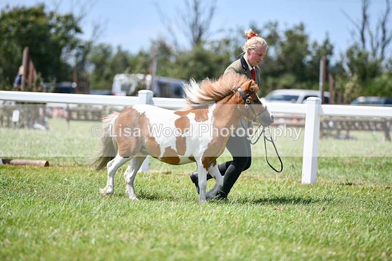 DSC_7315 - Class 62: Coloured Pony Youngstock